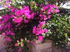 Bougainvillaea